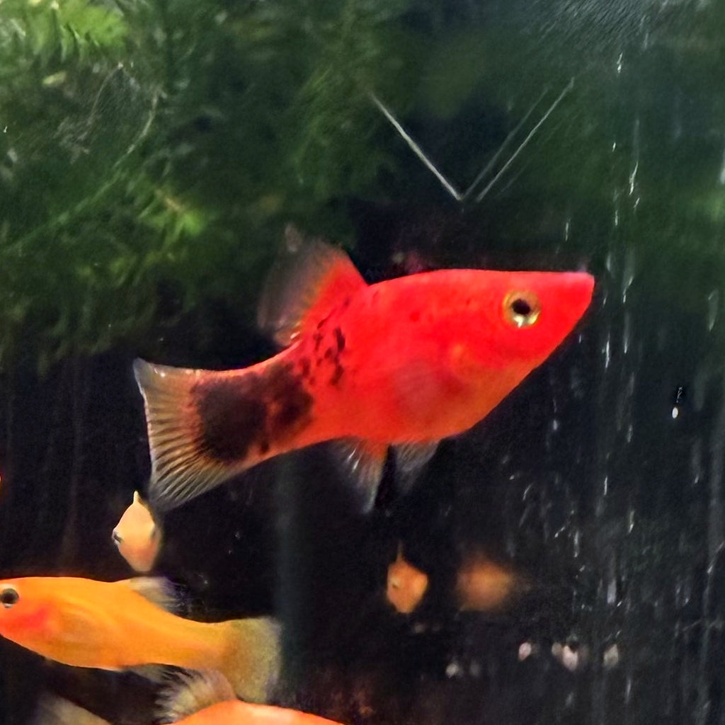 Berlin Koi Platy from Amfishco, photo 1