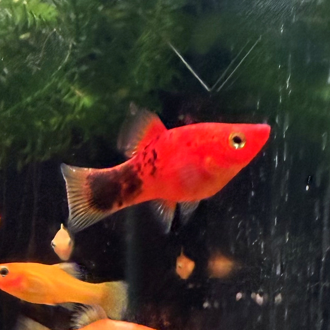 Berlin Koi Platy from Amfishco, photo 1