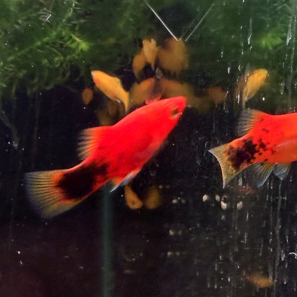 Berlin Koi Platy from Amfishco, photo 2