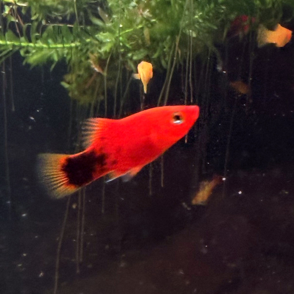 Berlin Koi Platy from Amfishco, photo 3