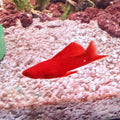 Blood Red Firecracker Swordtail from Amfishco, photo 1