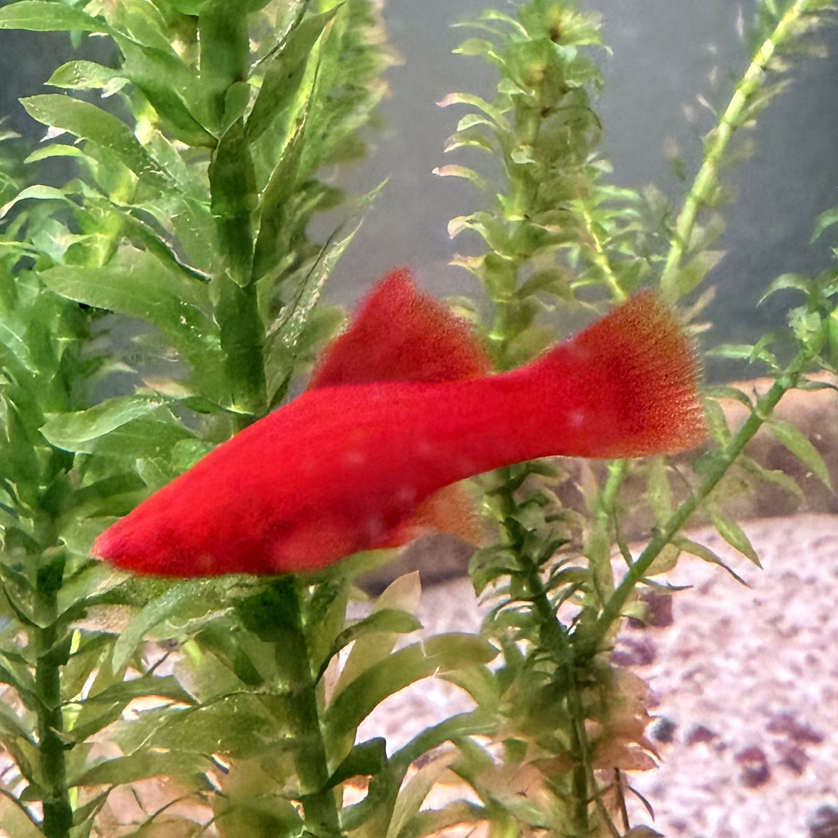 Blood Red Firecracker Swordtail from Amfishco, photo 2