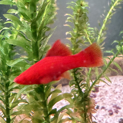 Blood Red Firecracker Swordtail from Amfishco, photo 2