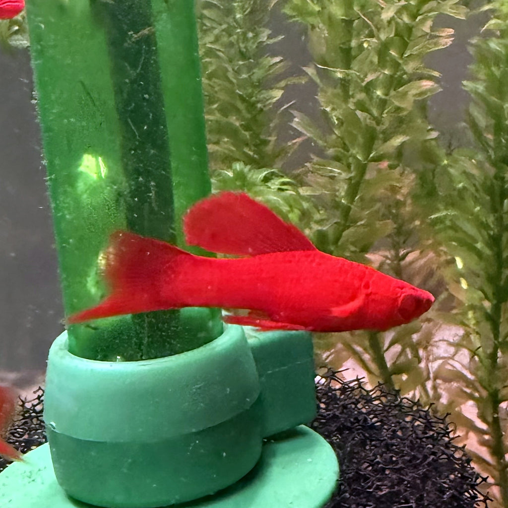 Blood Red Firecracker Swordtail from Amfishco, photo 3