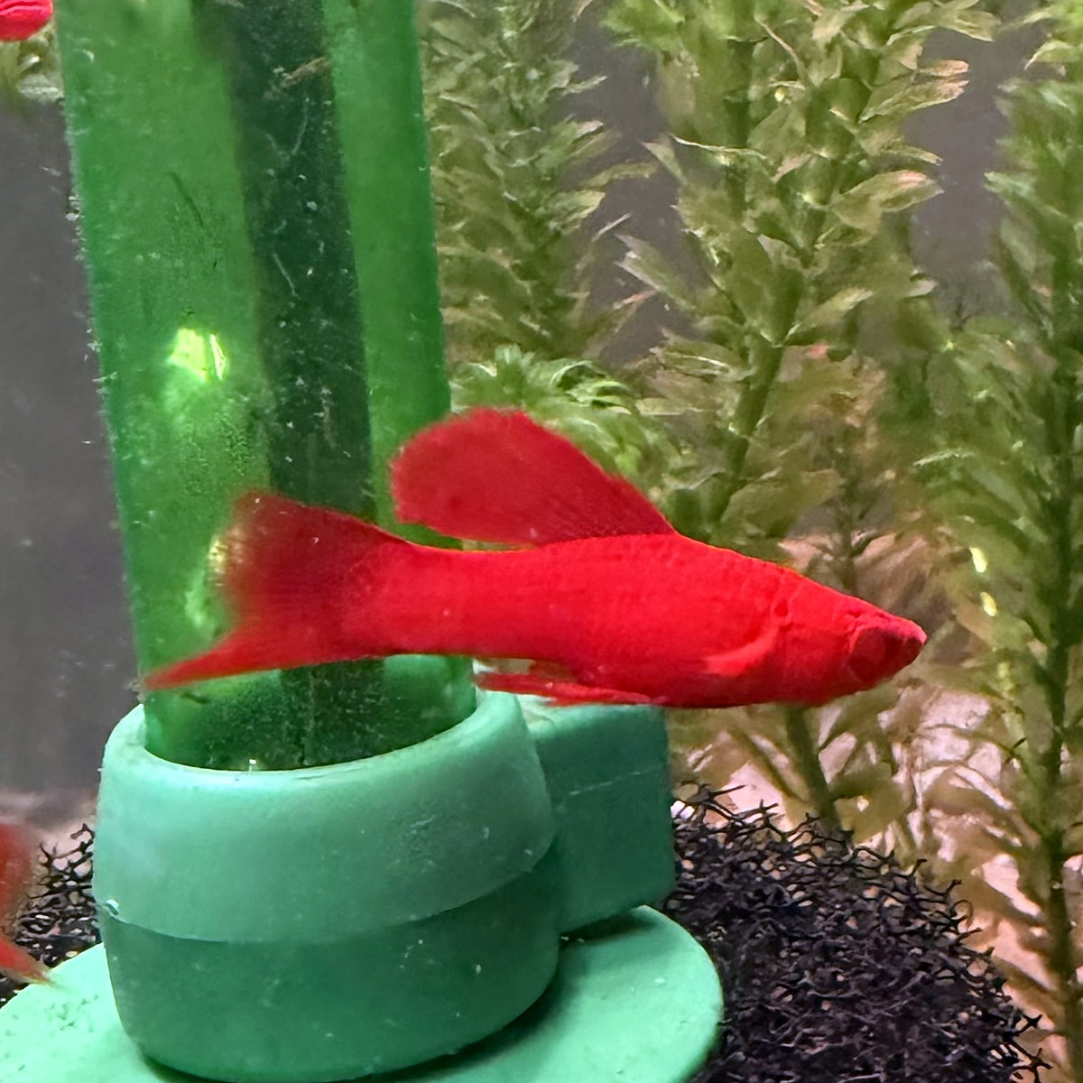 Blood Red Firecracker Swordtail from Amfishco, photo 3