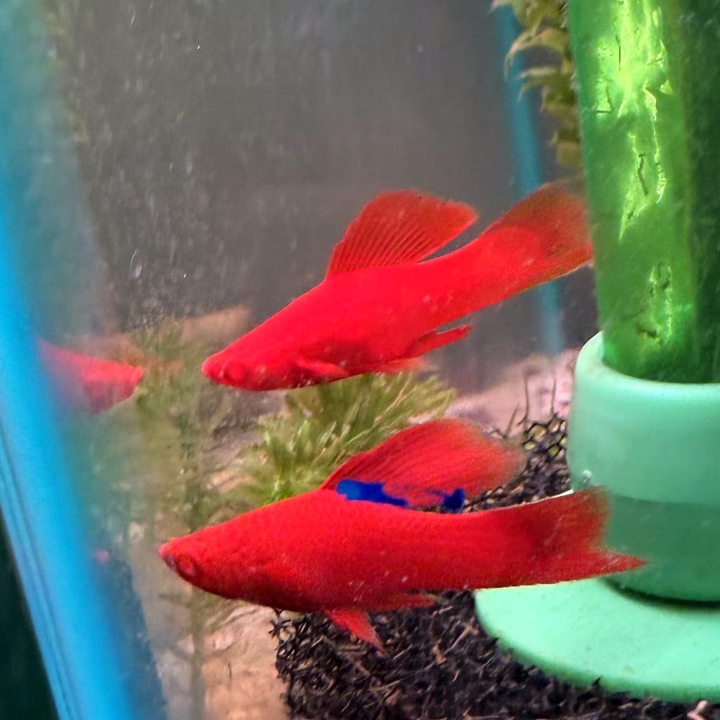 Blood Red Firecracker Swordtail from Amfishco, photo 4