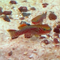 Gardneri Killifish from Amfishco, photo 1