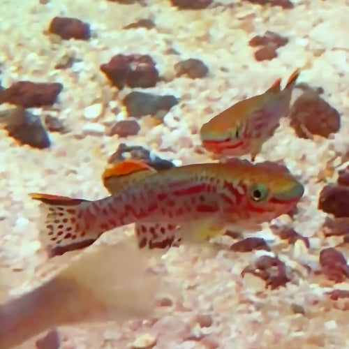 Gardneri Killifish from Amfishco, photo 2