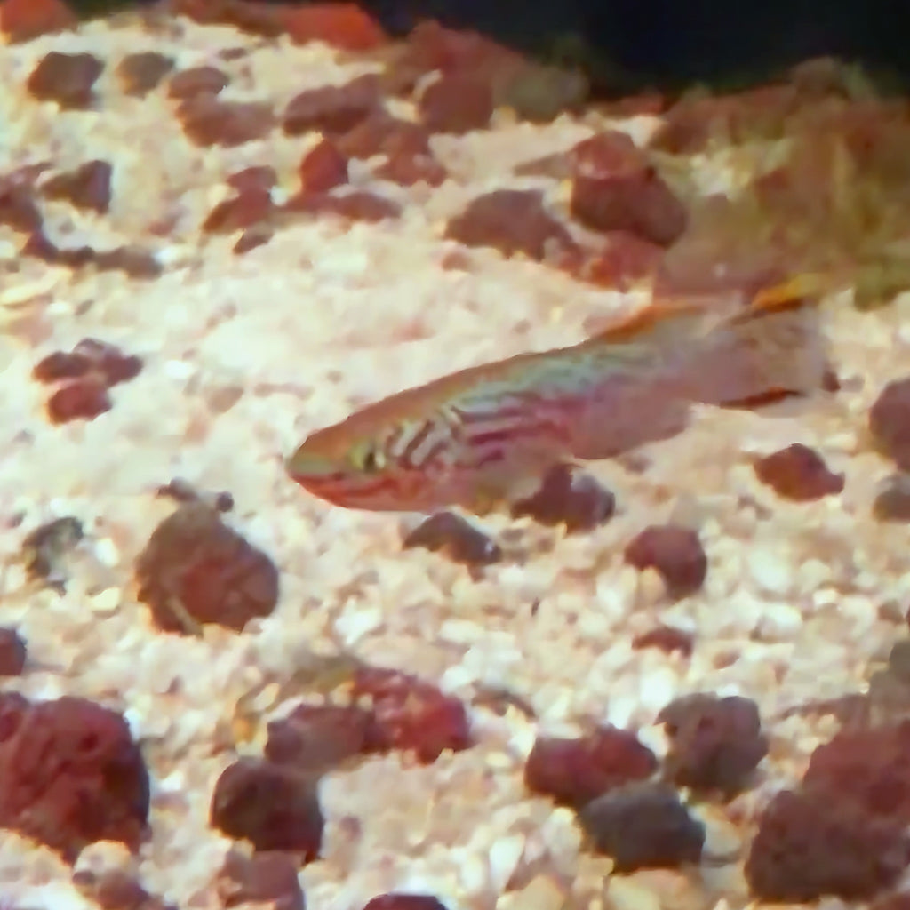Gardneri Killifish from Amfishco, photo 3