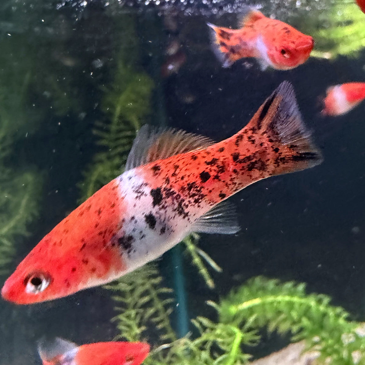Kohaku Swordtail from Amfishco, photo 1