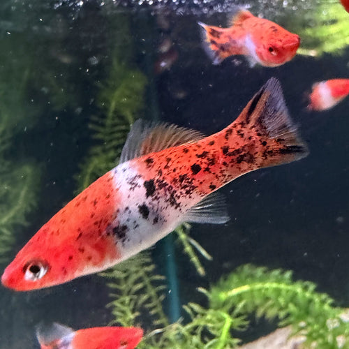 Kohaku Swordtail from Amfishco, photo 1