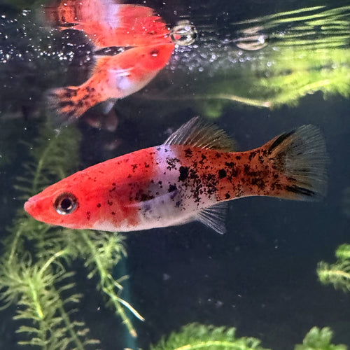 Kohaku Swordtail from Amfishco, photo 2