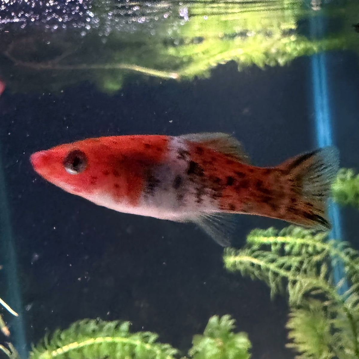 Kohaku Swordtail from Amfishco, photo 3