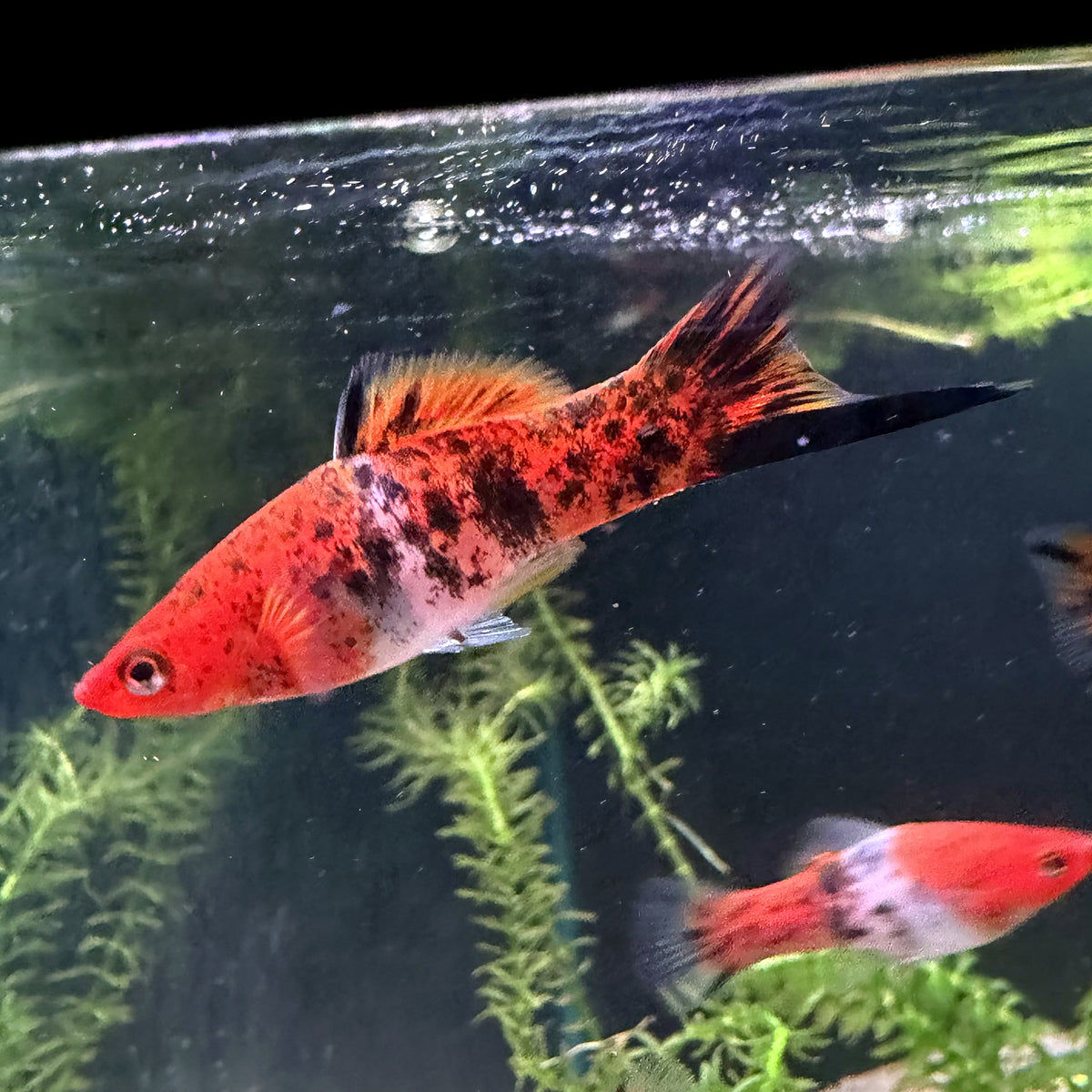 Kohaku Swordtail from Amfishco, photo 4