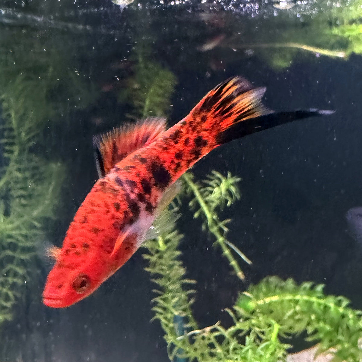 Kohaku Swordtail from Amfishco, photo 5