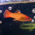 Marigold Swordtail from Amfishco, photo 1