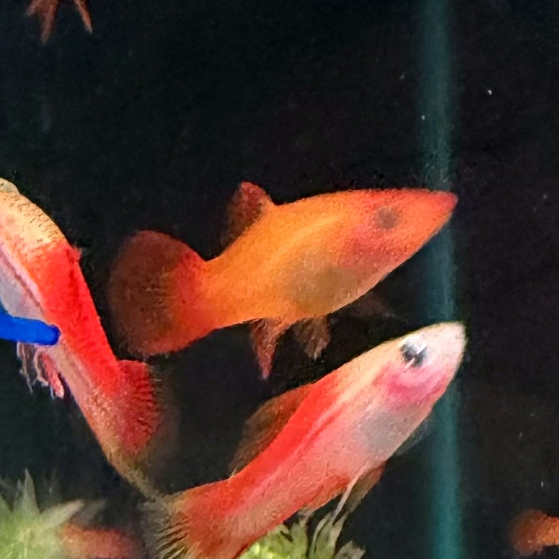 Marigold Swordtail from Amfishco, photo 2