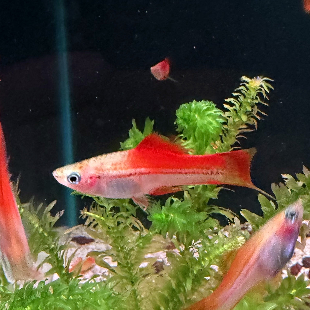 Pineapple Swordtail from Amfishco, photo 1
