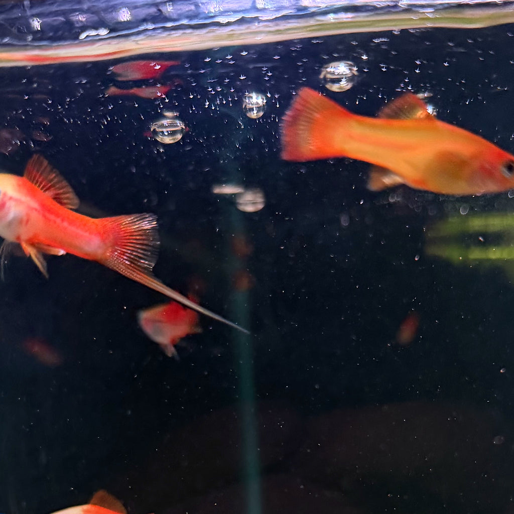 Pineapple Swordtail from Amfishco, photo 2