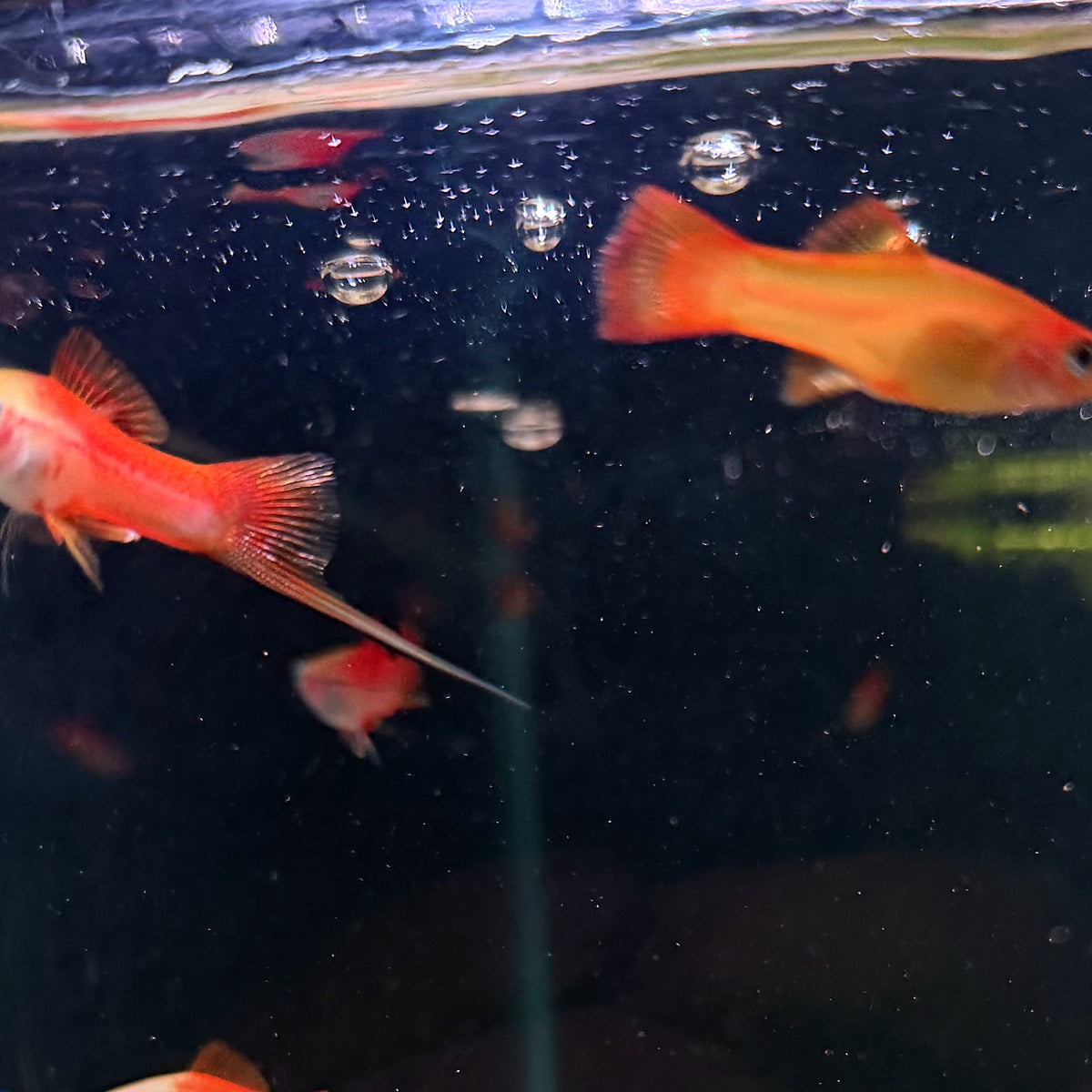 Pineapple Swordtail from Amfishco, photo 2
