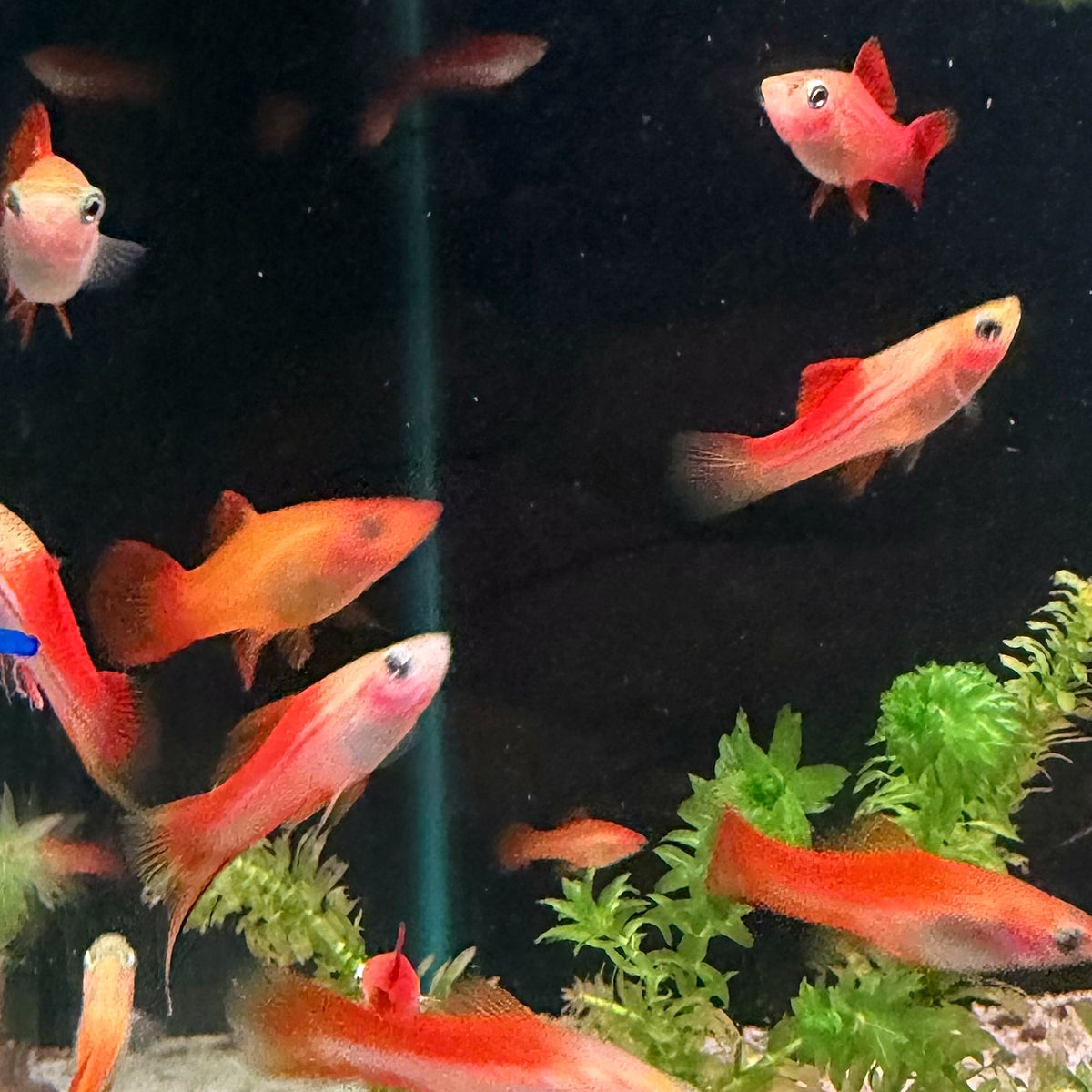 Pineapple Swordtail from Amfishco, photo 3
