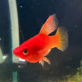Sunrise High Fin Platy from Amfishco, photo 1