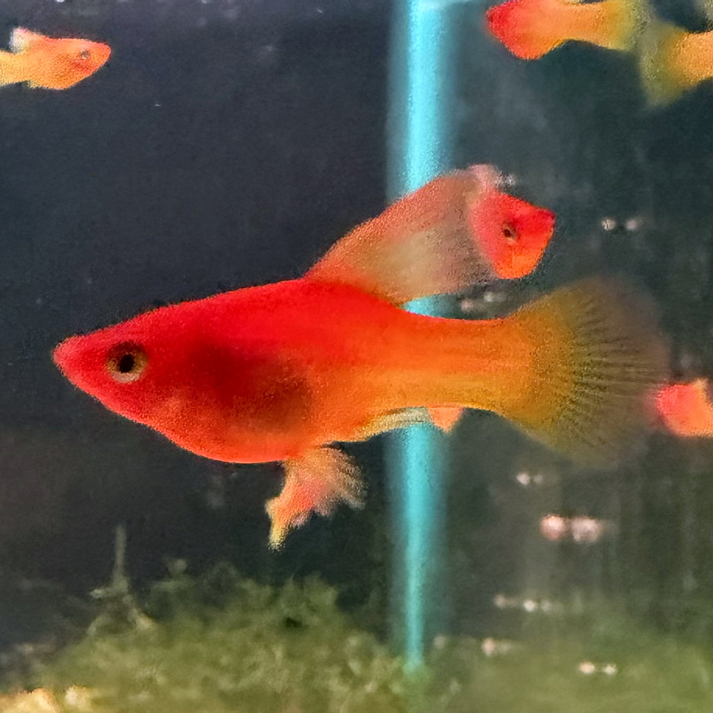 Sunrise High Fin Platy from Amfishco, photo 2