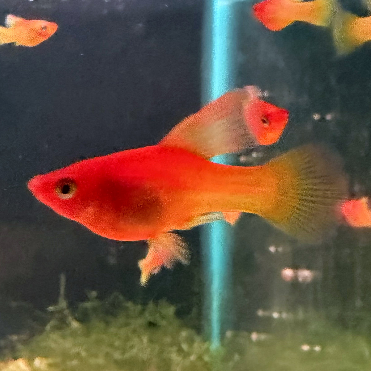 Sunrise High Fin Platy from Amfishco, photo 2