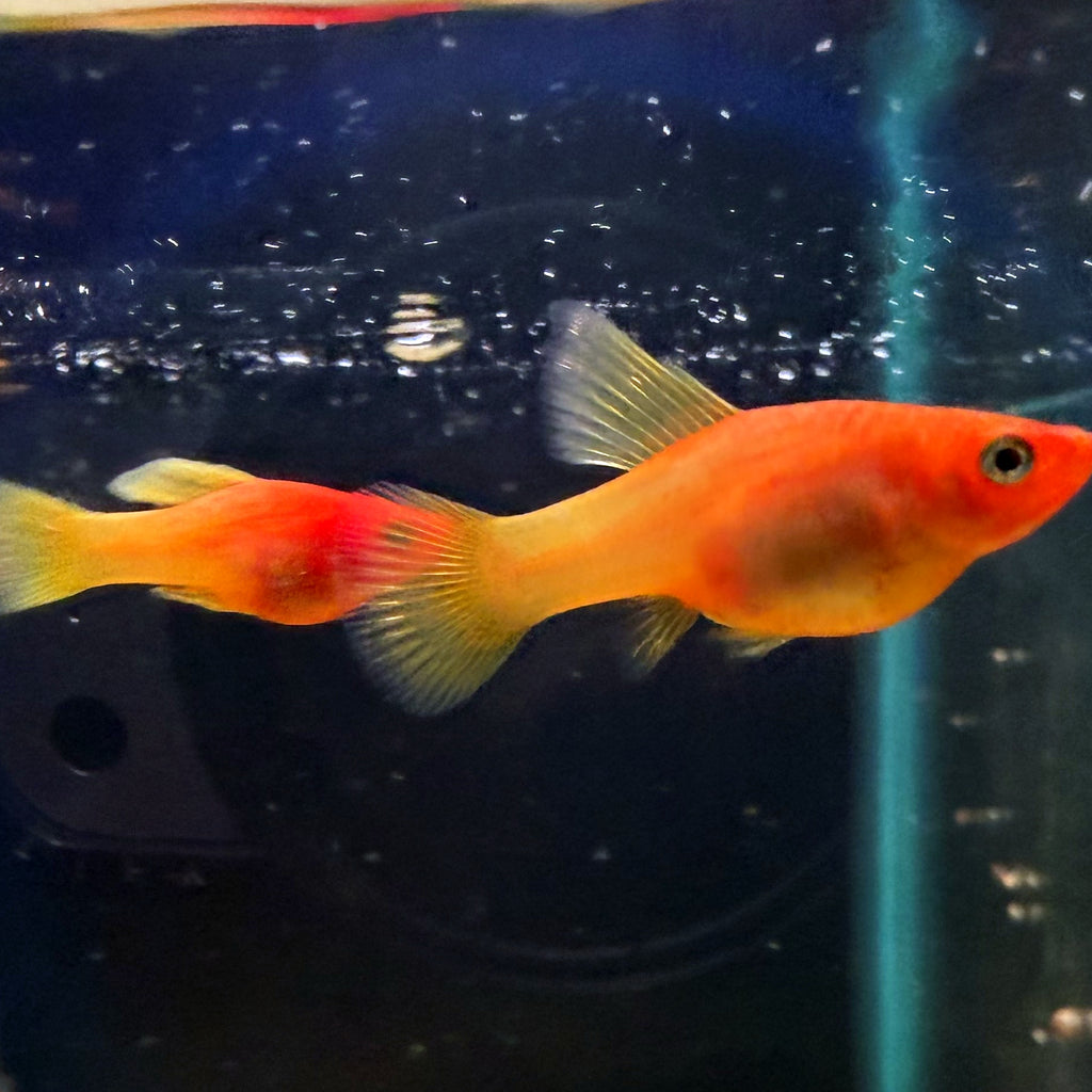 Sunrise High Fin Platy from Amfishco, photo 3
