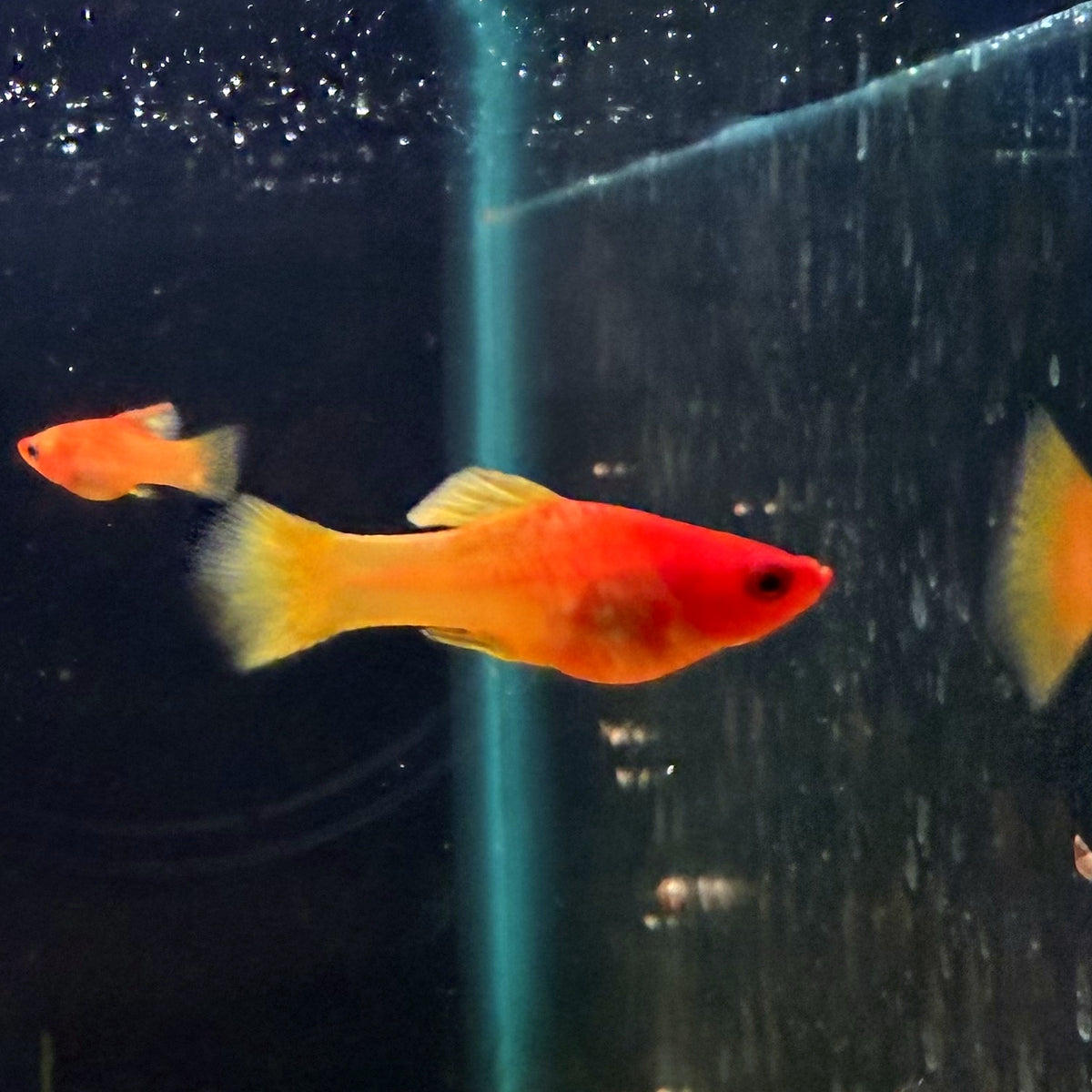 Sunrise High Fin Platy from Amfishco, photo 4