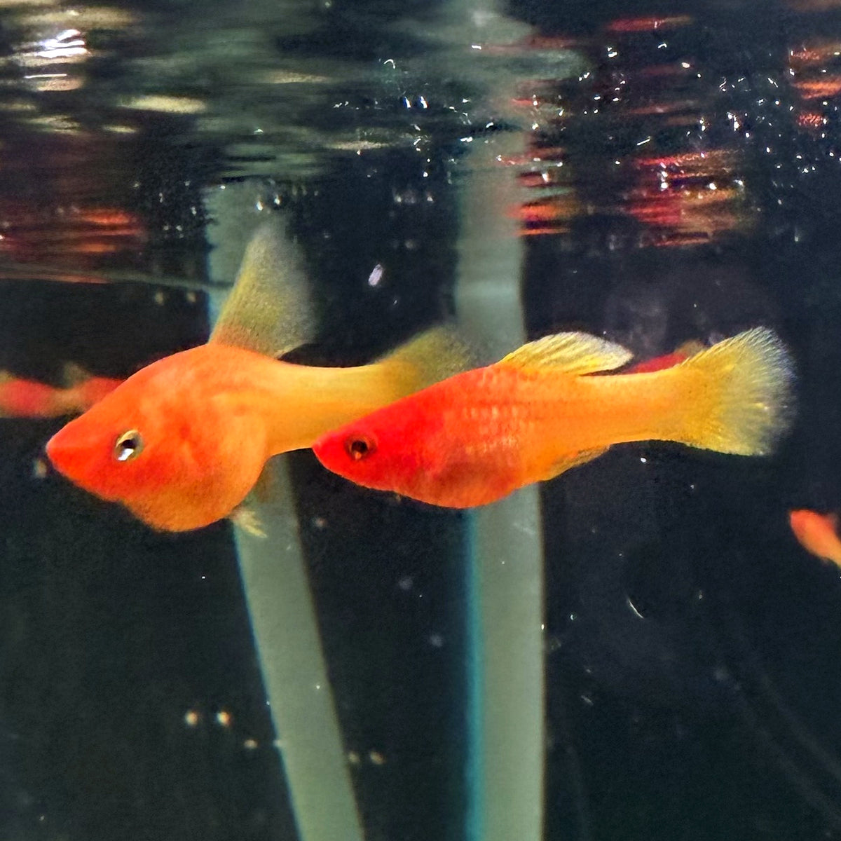 Sunrise High Fin Platy from Amfishco, photo 5