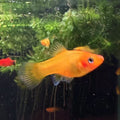 Yellow Banana Platy from Amfishco, photo 1