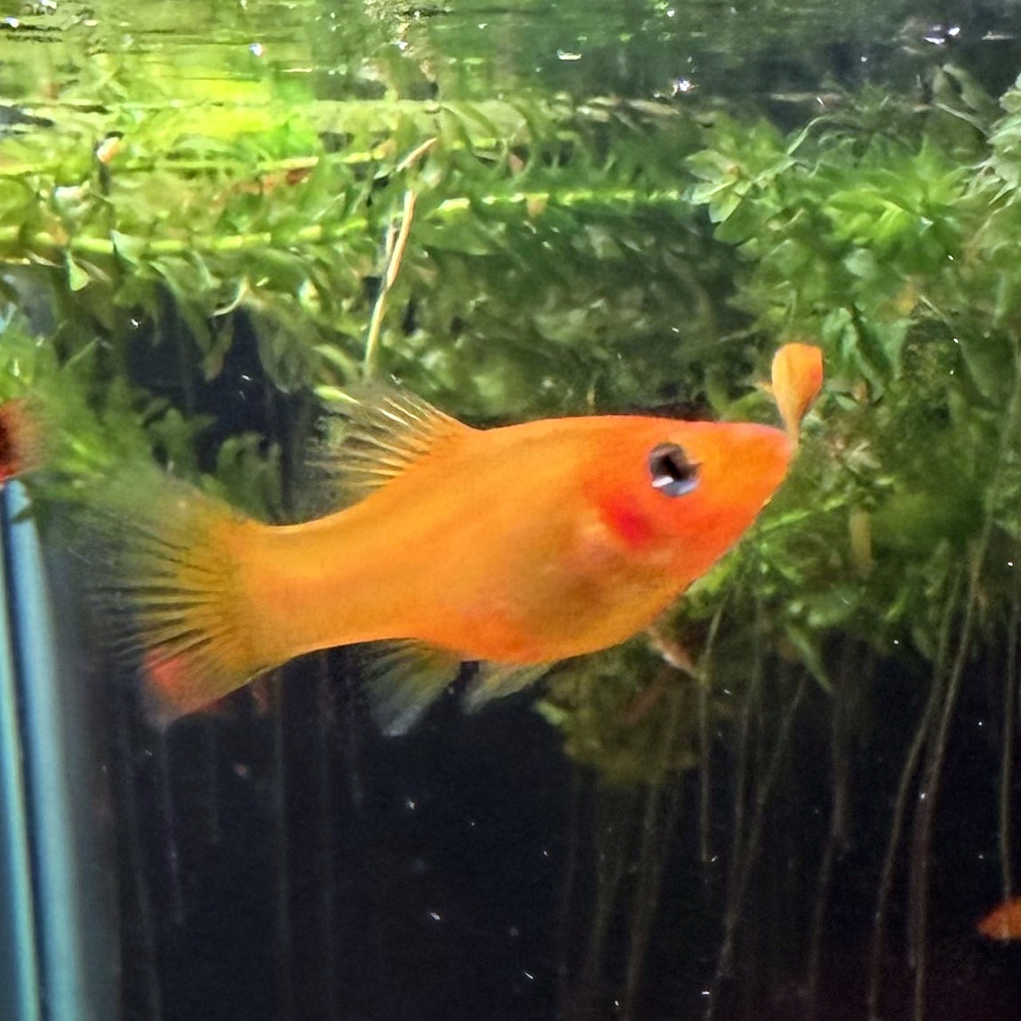 Yellow Banana Platy from Amfishco, photo 2