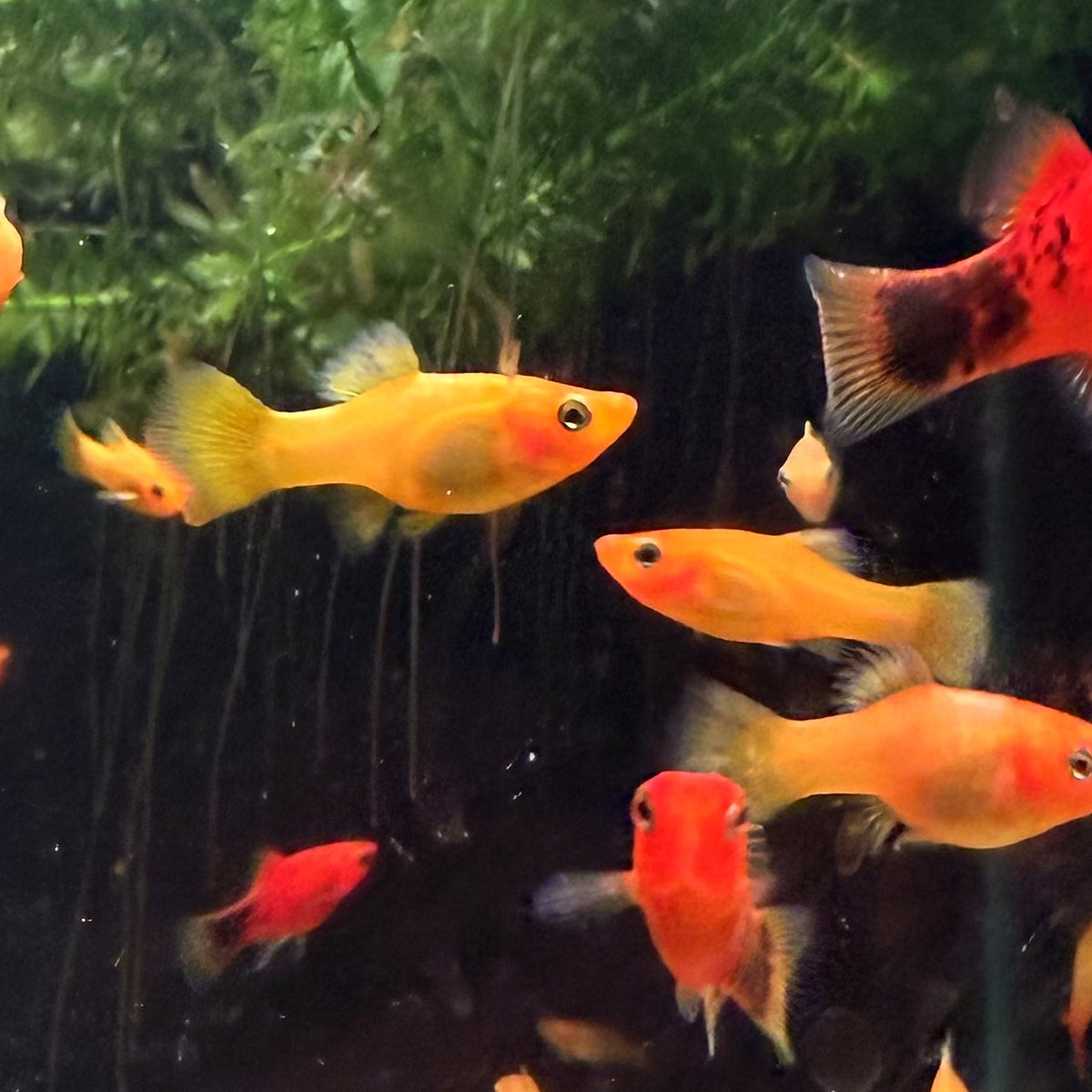 Yellow Banana Platy from Amfishco, photo 3