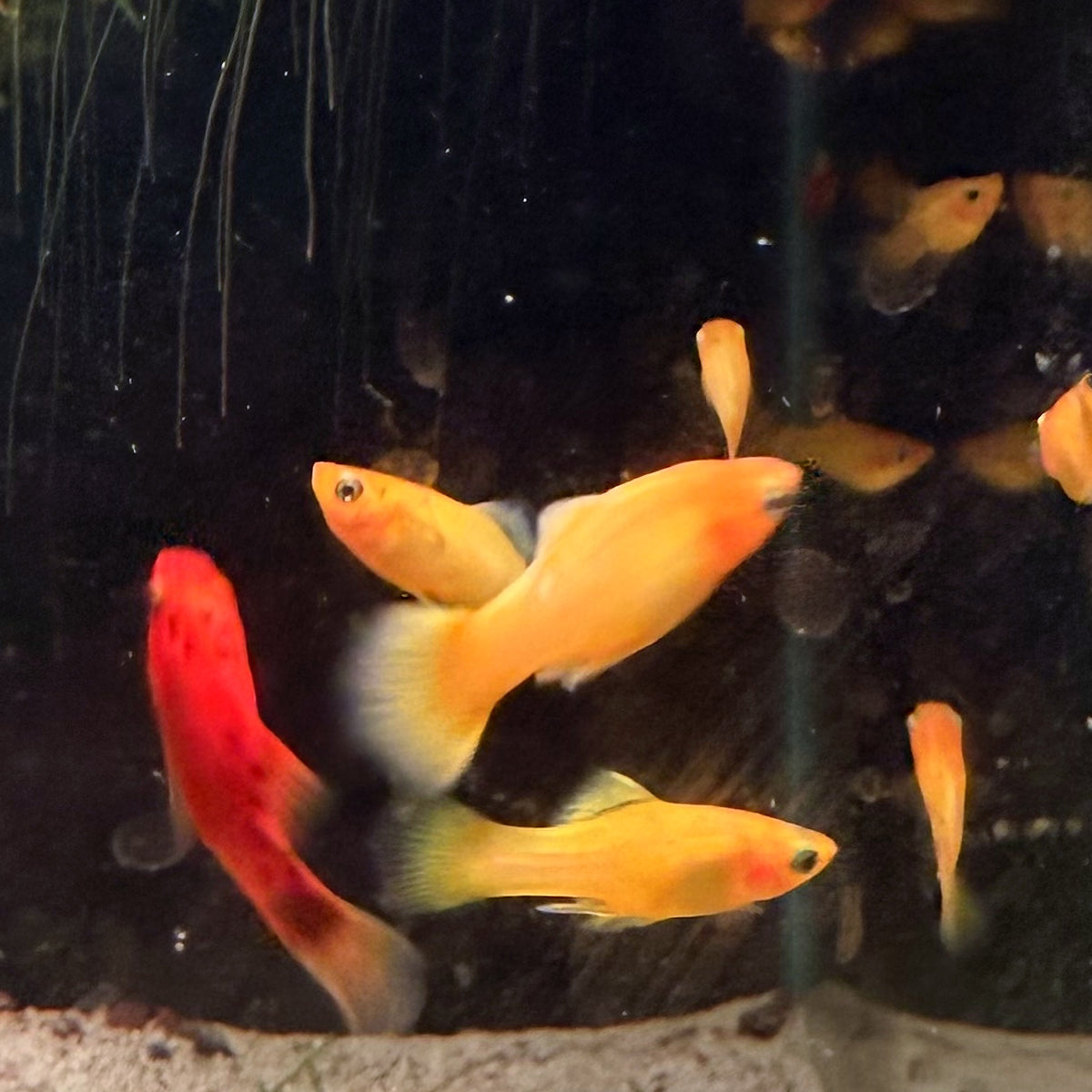 Yellow Banana Platy from Amfishco, photo 4